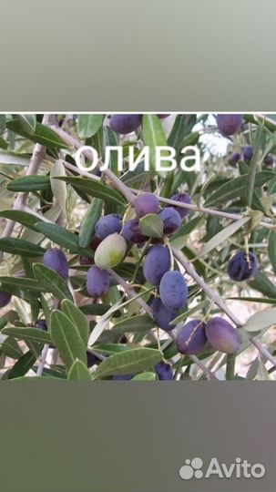 Мирт и другие семена