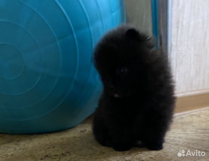Щенки шпица mini и микро