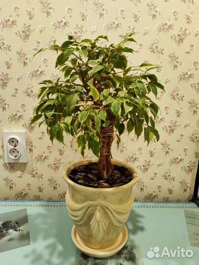 Фикус бенджамина наташа