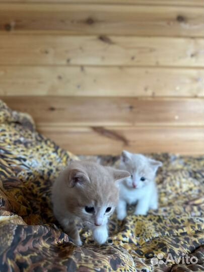 Кошечки