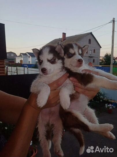 Хаски сука. Отдам в добрые руки