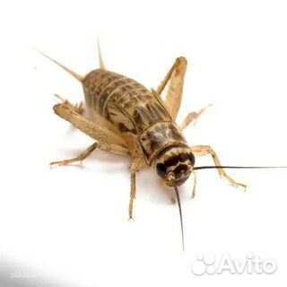 Сверчки для стрижа