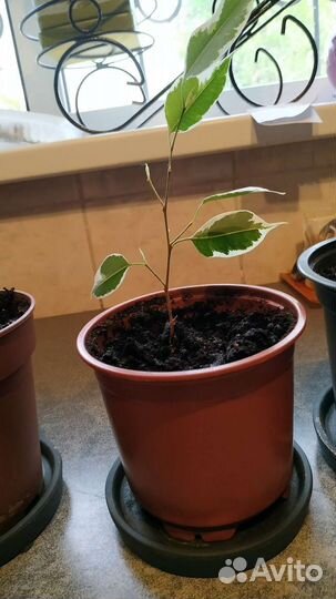 Фикус бенджамина. Укорененные отростки