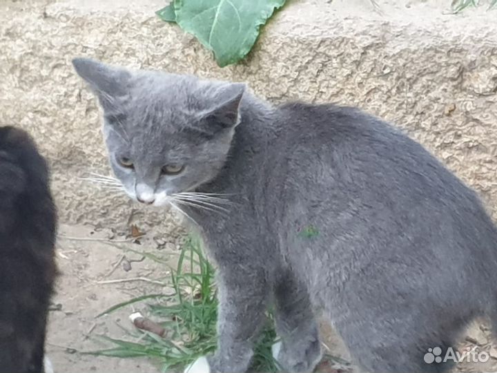 Кошка в дар