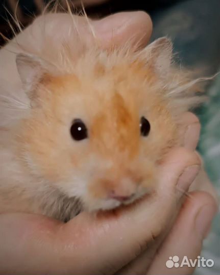 Хомячки. Бесплатно