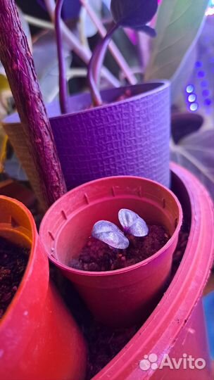 Замиокулькас равен