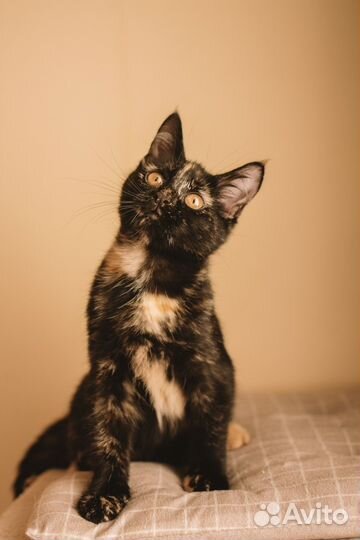 Котенок Йоко