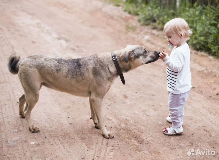 Собака в добрые руки