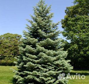 Пихта сибирская