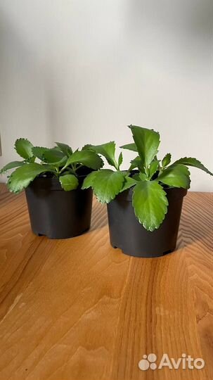 Каланхоэ Лаетивиренс - Комнатные растения - Цветы