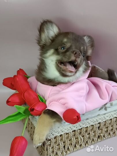 Щенки чихуахуа