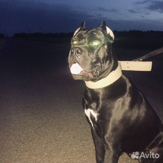 Щенки помесь