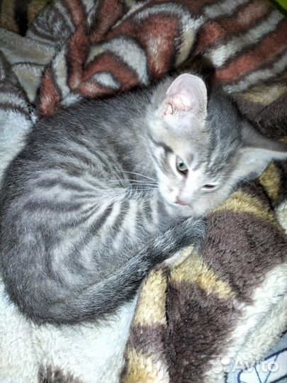 Котенок в дар