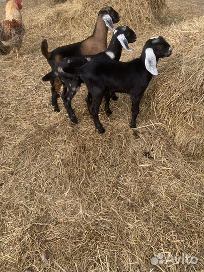 Нубийская козочка козлята