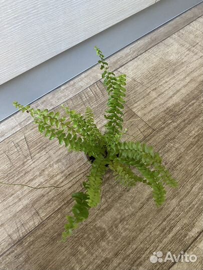 Комнатные растения