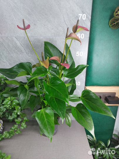 Антуриум Karma Pink 17/55