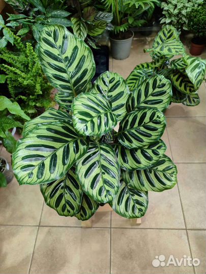 Калатея макоя