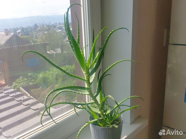 Комнатные цветы алоэ