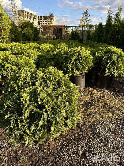 Туя Даника из питомника