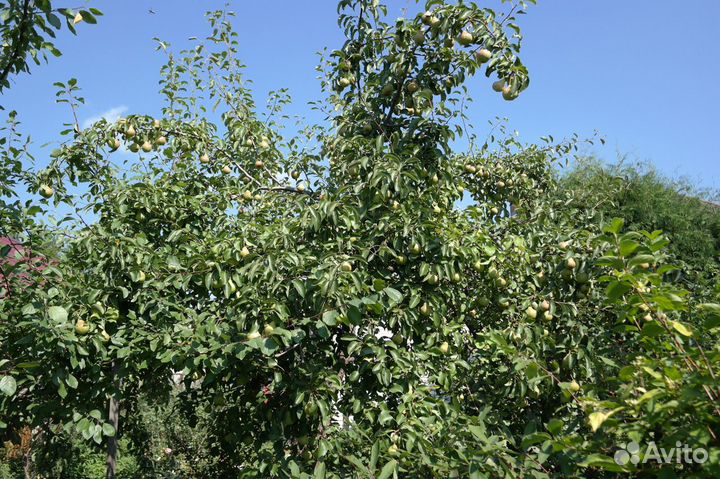 Растения для сада