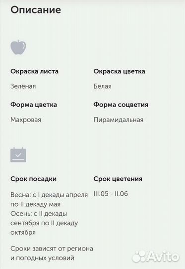 Саженец белой сирени