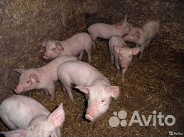Поросята