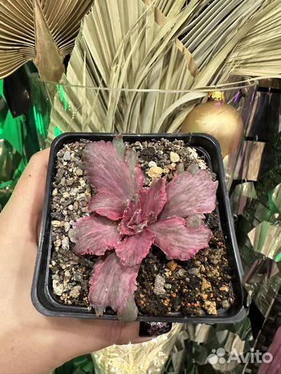 Эхеверия дракон фин