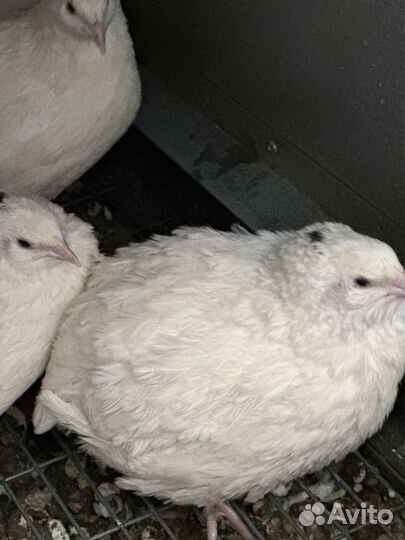 Яйцо перепелов белый гигант, феникс утяжеленный