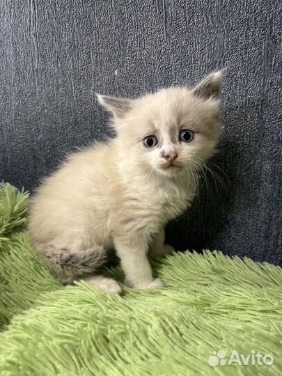 Котята в добрые руки бесплатно