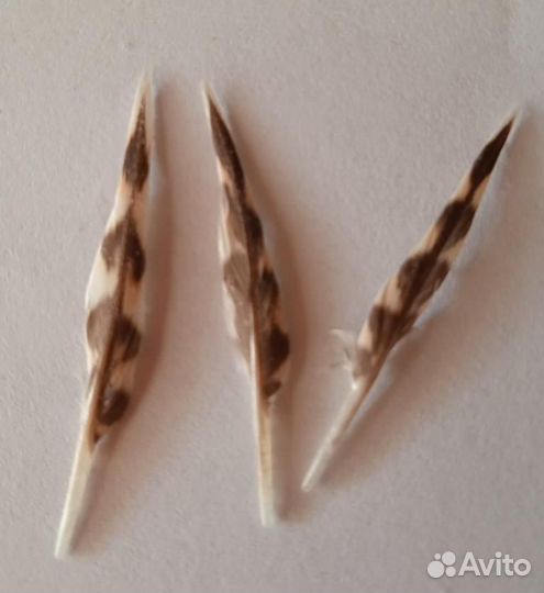 Художественное перо вальдшнепа