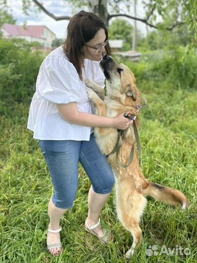 Небольшая собака ищет дом