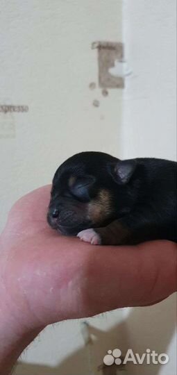 Щенки чихуахуа стандарт