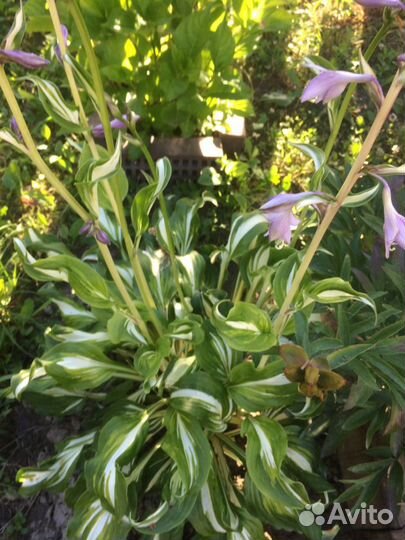 Садовые цветы