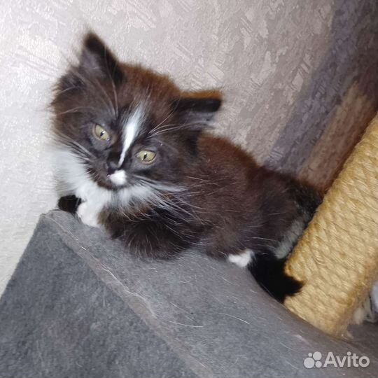 Котята от британской кошки