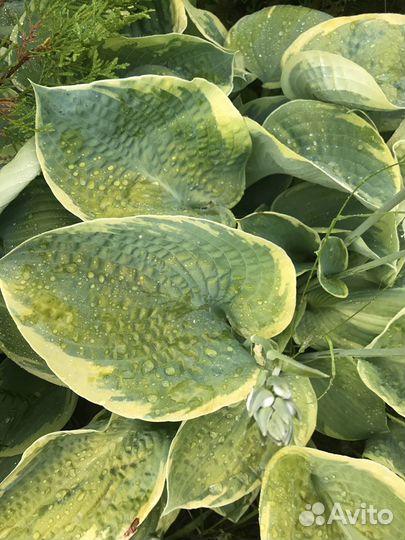 Хоста с желтой каймой