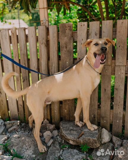 Собака в добрые руки