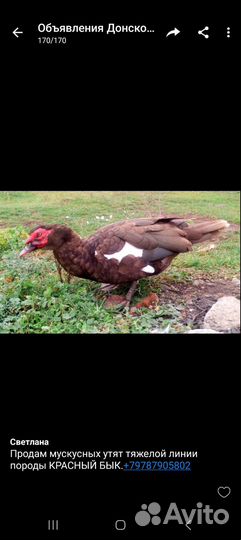 Мускусные утки