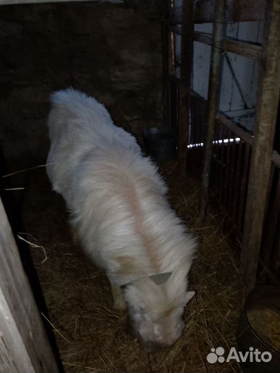 Племенной козел Ла Манча.козы с козлятами