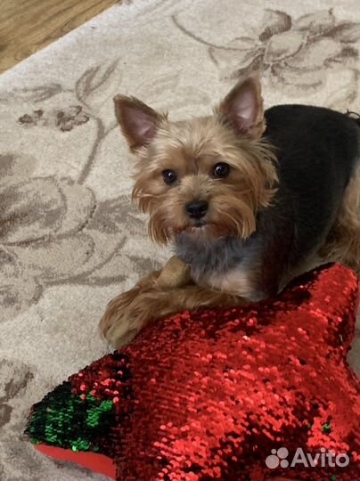 Йоркширский терьер вязка