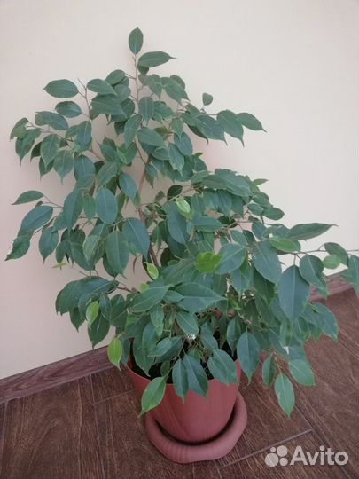 Цветы фикус