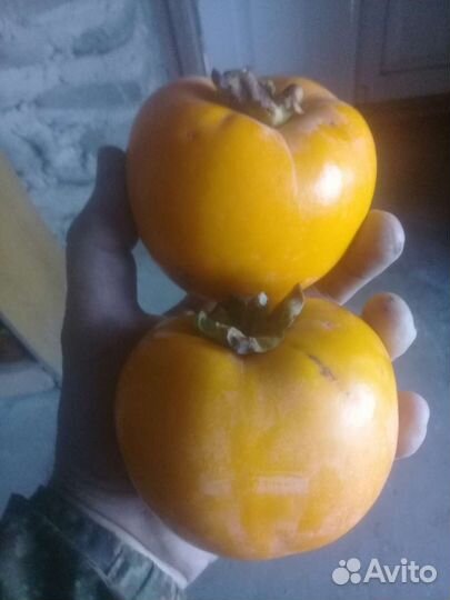 Хурма саженцы