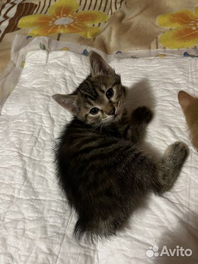 Котята курильский бобтейл