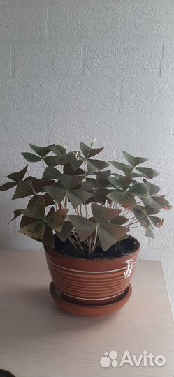 Горшки керамические с комнатными растениями