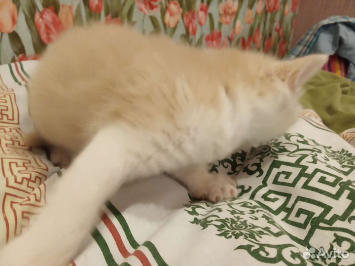 Котики бесплатно в добрые руки