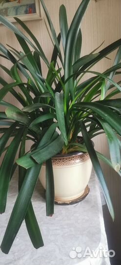 Кливия желтая