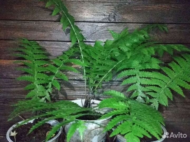 Папоротник декоративный (Страусник обыкновенный)