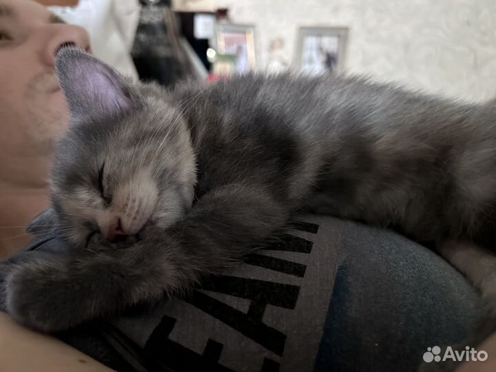 Кошечка 1,5 месяца бесплатно