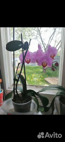 Орхидея фаленопсис