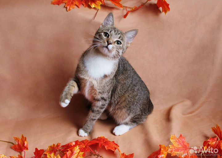 Полосатая кошка Тома в добрые руки