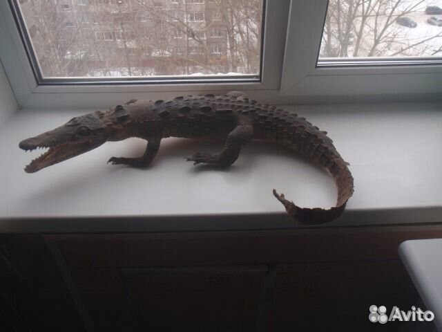 Чучело натурального крокодила